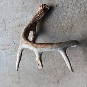 Deer Antler Sheds Texas Farmhouse Decor Point Nature Rustic Display Collection